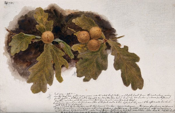 Oak leaves with four oak apples. Watercolour drawing.