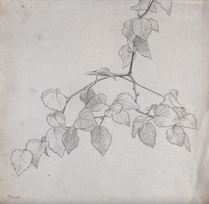 Leaves of birch (Betula species). Pen drawing with pencil.