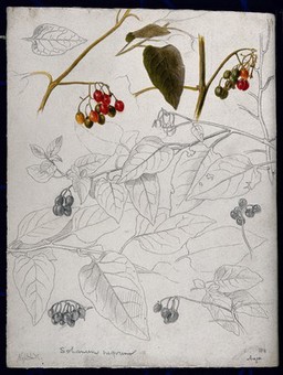 Black nightshade (Solanum nigrum): leaves and fruits. Pen drawing, partially coloured.