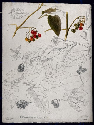 Black nightshade (Solanum nigrum): leaves and fruits. Pen drawing, partially coloured.