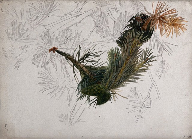 Branches of scots pine (Pinus sylvestris). Pen drawing, partially coloured.