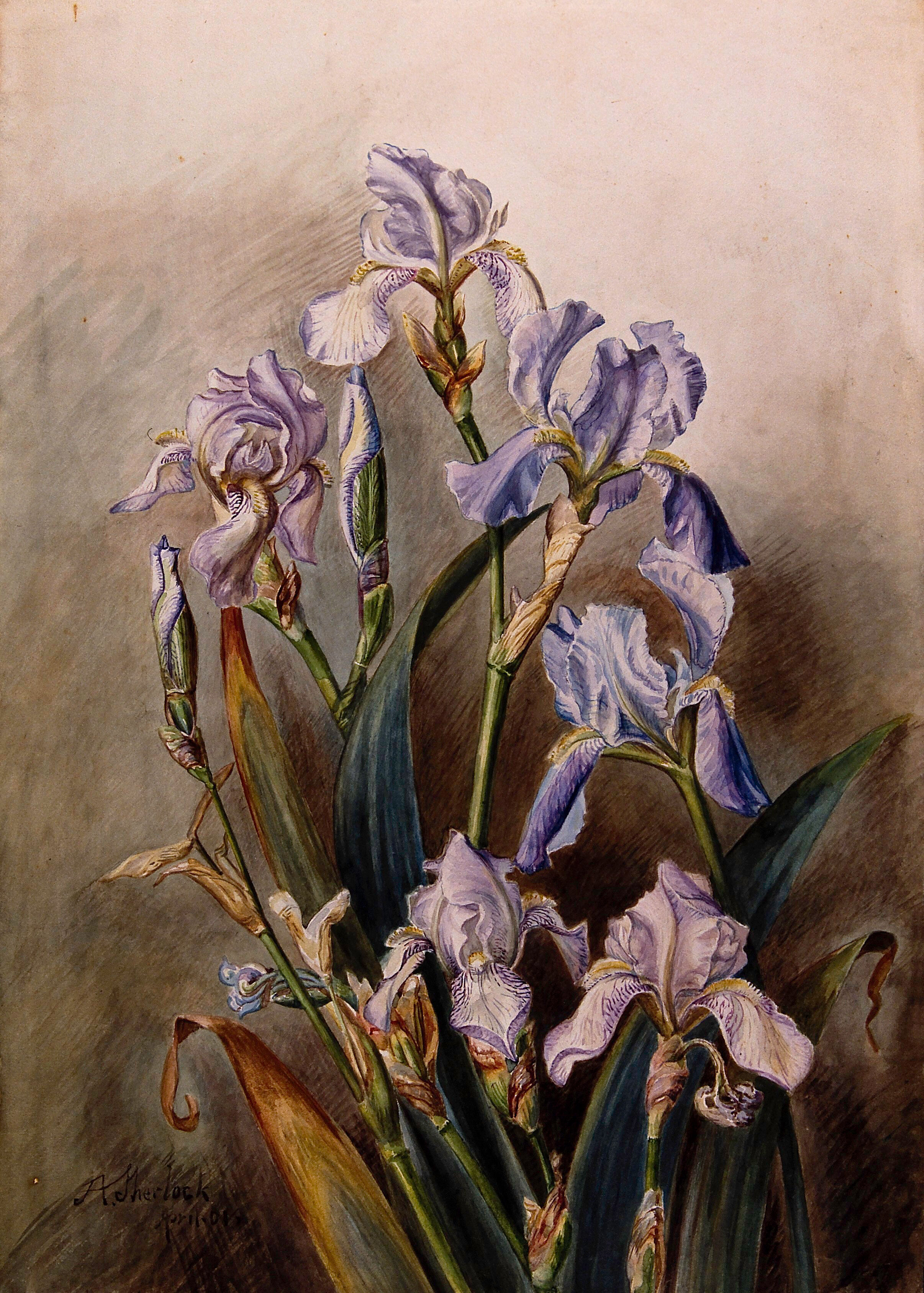 Blue Iris Flowers Watercolour By A Sherlock 1901 Wellcome