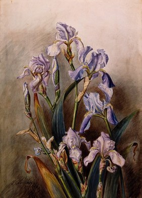 Blue iris flowers. Watercolour by A. Sherlock, 1901.