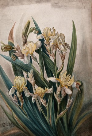 view Cream iris flowers. Watercolour by J. A. Sherlock, 1901.