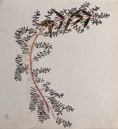 A plant (Ammannia species): flowering and fruiting stem. Watercolour.
