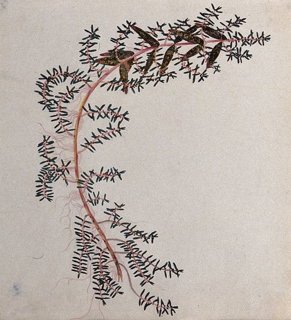 A plant (Ammannia species): flowering and fruiting stem. Watercolour.