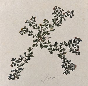 view Tansy (Tanacetum vulgare): entire flowering plant. Watercolour.