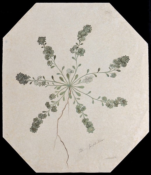 A plant, possibly cudweed (Gnaphalium): entire flowering plant. Watercolour.