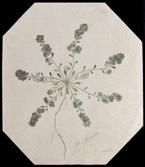 A plant, possibly cudweed (Gnaphalium): entire flowering plant. Watercolour.
