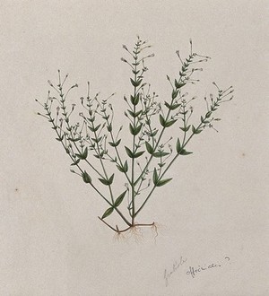 view Hedge hyssop (Gratiola officinalis): entire flowering plant. Watercolour.