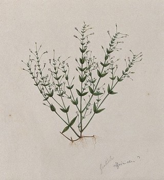 Hedge hyssop (Gratiola officinalis): entire flowering plant. Watercolour.