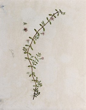 A plant (Gratiola species): flowering stem with floral segments. Watercolour.