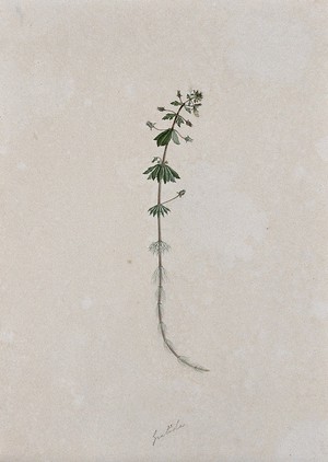 view A plant (Gratiola species): flowering stem. Watercolour.