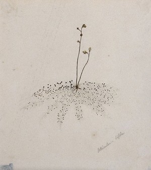 view A plant (Utricularia bifida) related to bladderwort: flowering stem. Watercolour.