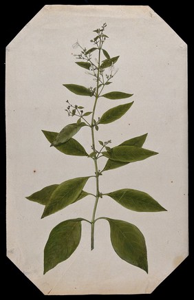 A plant, possibly cudweed (Gnaphalium species): flowering stem. Watercolour.