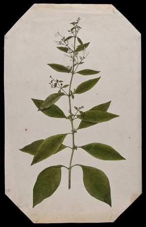 view A plant, possibly cudweed (Gnaphalium species): flowering stem. Watercolour.