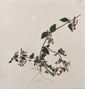 view A Justicia plant: flowering stem. Watercolour.
