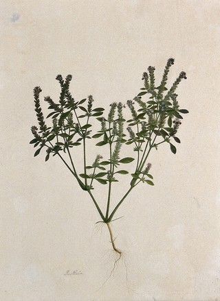 A Justicia plant: flowering stem and root. Watercolour.