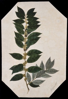 An oleaster plant (Elaeagnus species): flowering stem. Watercolour.