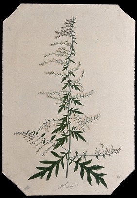 Mugwort (Artemisia vulgaris): flowering stem. Watercolour.