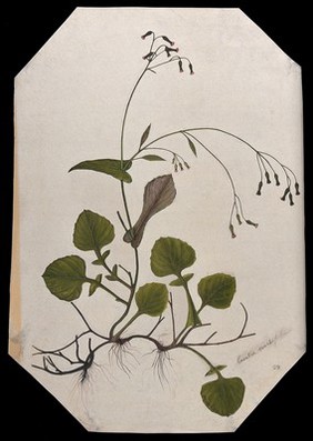 A plant (Cacalia sonchifolia): flowering stem and root. Watercolour.