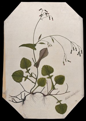 view A plant (Cacalia sonchifolia): flowering stem and root. Watercolour.