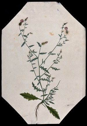 view A plant (Carduus species) related to scotch thistle: flowering stem with root. Watercolour.