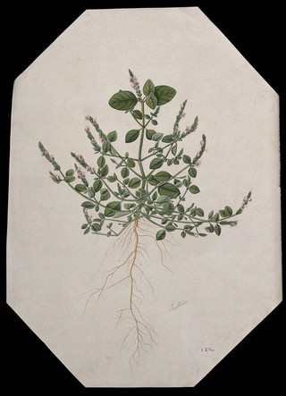 A Justicia plant: flowering stem and root. Watercolour.