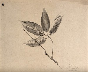 view A Japanese plant (kaoki), possibly pear: branch with leaves. Pencil drawing by S. Kawano.