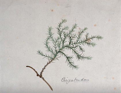 A Japanese plant (biyakudan), possibly a moss. Watercolour by S. Kawano.