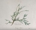 view Arbor-vitae (Thuja obtusa): branch with leaves. Watercolour by S. Kawano.