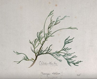 Arbor-vitae (Thuja obtusa): branch with leaves. Watercolour by S. Kawano.