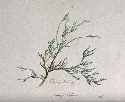 Arbor-vitae (Thuja obtusa): branch with leaves. Watercolour by S. Kawano.