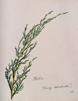 view Arbor-vitae (Thuja dolabrata): branch with leaves. Watercolour by S. Kawano.