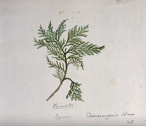 view Hinoki cypress (Chamaecyparis obtusa): branch with leaves. Watercolour by S. Kawano.