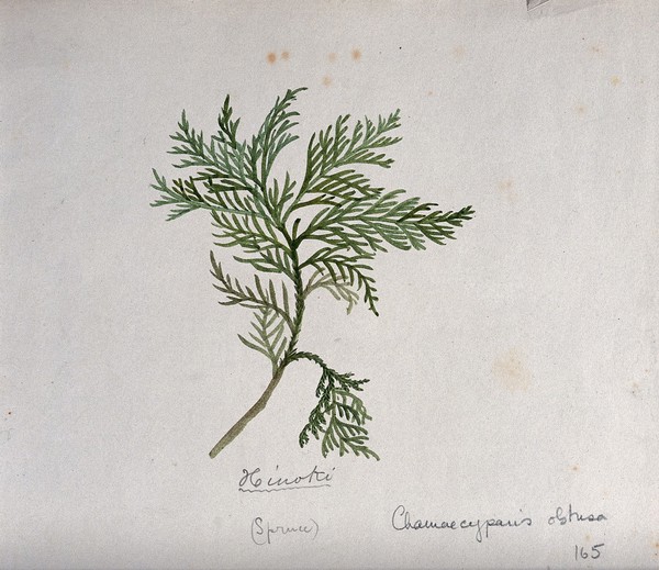 Hinoki cypress (Chamaecyparis obtusa): branch with leaves. Watercolour by S. Kawano.