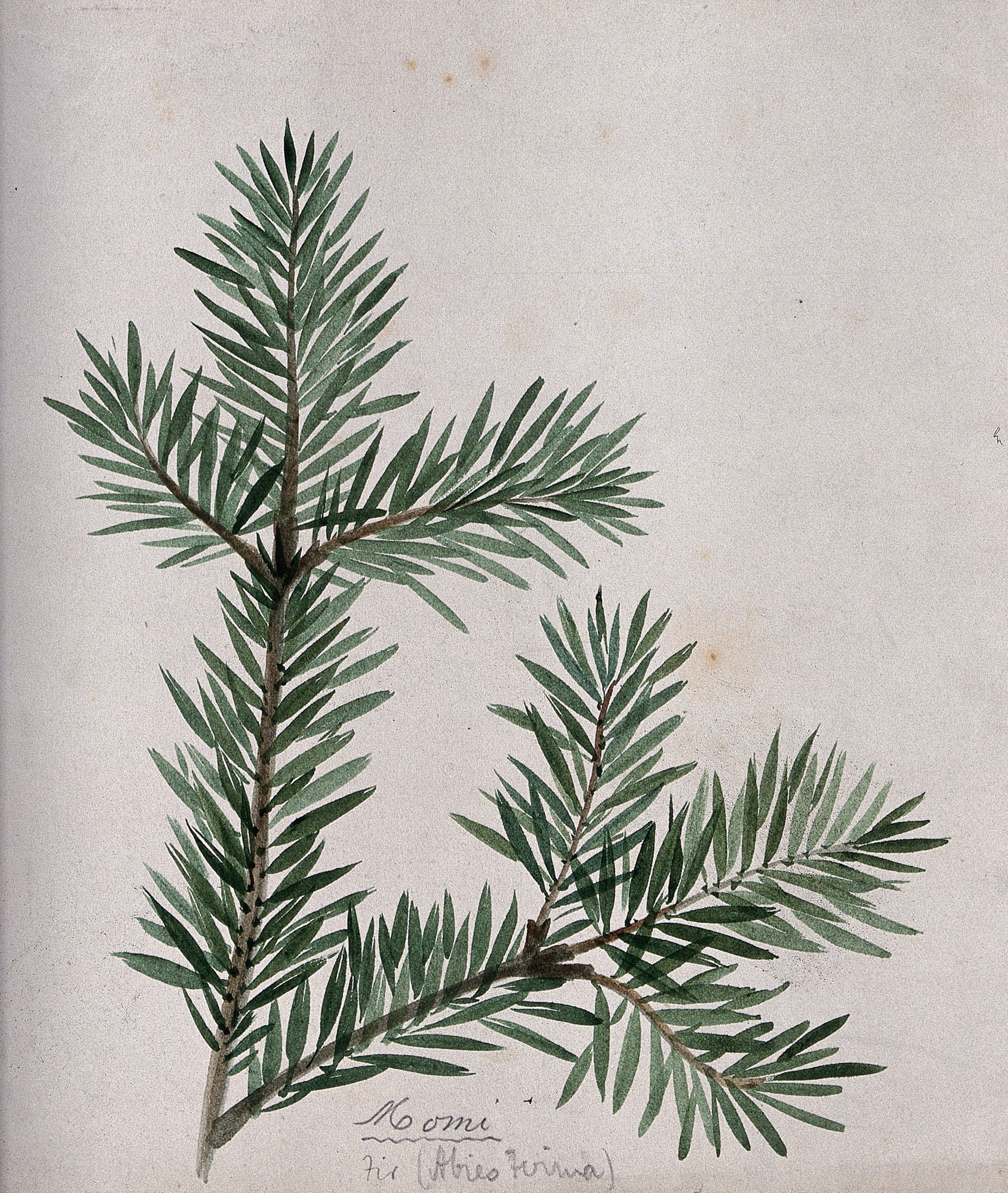 A branch of Japanese fir (Abies firma). Watercolour by S. Kawano.