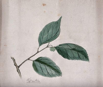 A Japanese plant (muku): branch with leaves. Coloured pen drawing by S. Kawano.