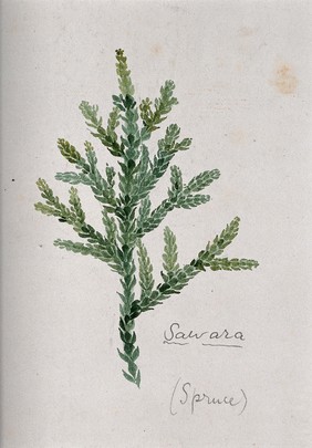 Sawara cypress (Chamaecyparis pisifera): branch with leaves. Watercolour by S. Kawano.