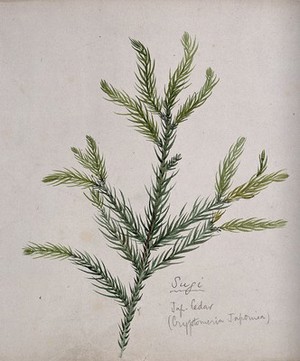 view Japanese cedar (Cryptomeria japonica): branch with leaves. Watercolour by S. Kawano.