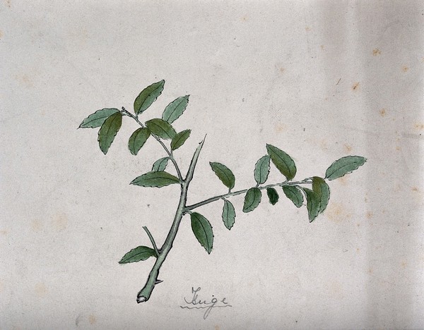 Japanese box (Buxus microphylla): branch with leaves. Coloured pen drawing by S. Kawano.