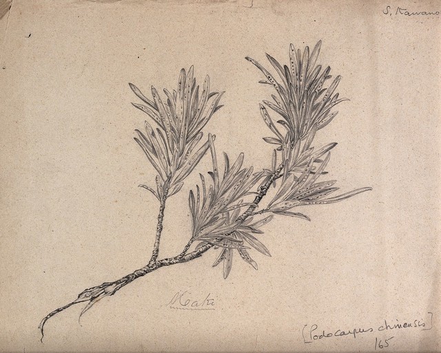White pine (Podocarpus chinensis): branch with leaves. Pencil drawing by S. Kawano.