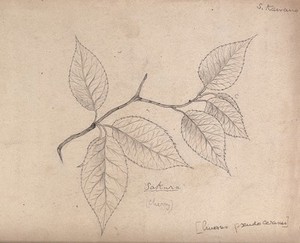 view A cherry (Prunus paniculata): branch with leaves. Pencil drawing by S. Kawano.