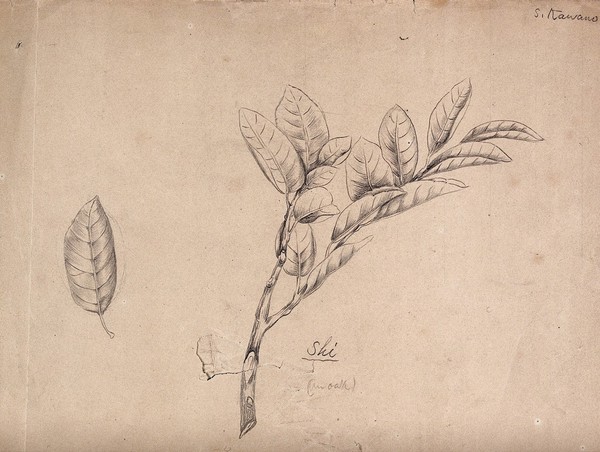 A Japanese plant (ski), possibly an oak: branch with leaves. Pencil drawing by S. Kawano.