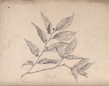 A Japanese plant (yenoki): branch with leaves and fruit. Pencil drawing by S. Kawano.