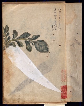 Parsnip (Pastinaca species): root and leaves. Watercolour.