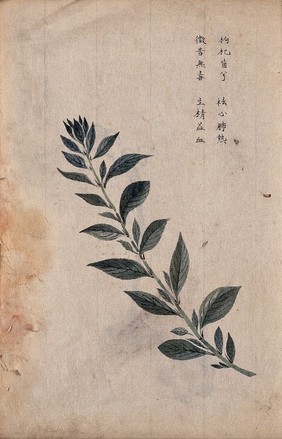 Chinese boxthorn (Lycium barbarum): stem with leaves. Watercolour.