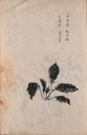 A radish (Raphanus species): root and leaves. Watercolour.