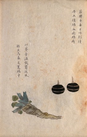Two water chestnuts (Eleocharis dulcis) and a root of Shan kui. Watercolour.