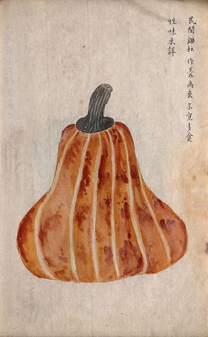 view Japanese pumpkin (Cucurbita moschata): tear-drop shaped fruit. Watercolour.